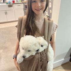 Berger Blanc Suisse Puppies from Edelweiss Berger Blanc Suisse