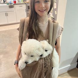 Berger Blanc Suisse Puppies from Edelweiss Berger Blanc Suisse