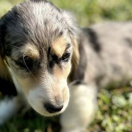 Dachshunds from LF & Co Dachshunds