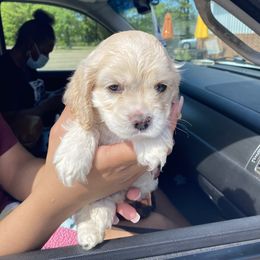 Cocker Spaniel Puppies from Taylor’s Cockerspaniels
