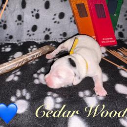 Cedarwood - White and black male Dalmatian puppy in Des Moines, Iowa from Spot Splattered Dalmatians