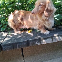 Iris - Dachshund