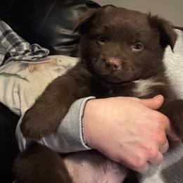 Australian Shepherd, Miniature American Shepherd, Miniature Australian Shepherd, and Toy Australian Shepherd Puppies from HP Aussie Kennels