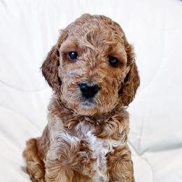 Goldendoodle Puppies from Sunrise Doodles