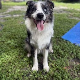 Chief - Miniature Australian Shepherd
