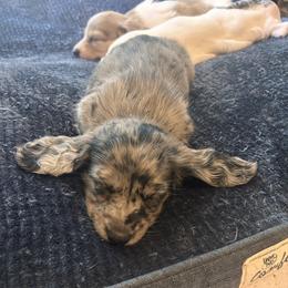 Girl 4 - Dapple female Dachshund puppy in Columbiana, Alabama from Tonya's Dachshunds