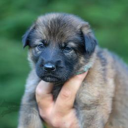 Light Blue Collar - Sable female German Shepherd puppy in Prospect, Connecticut from Di Massimo Canile
