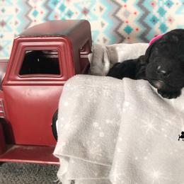 Poodle Puppies from Myers Family Standard Poodles