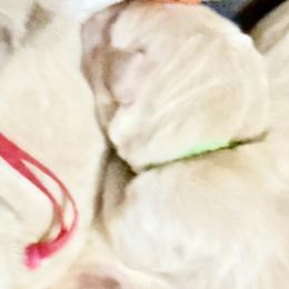 Peppermint Paws - Light golden male Golden Retriever puppy in Gainesville, Florida from Heart and Soul Dog Breeding, Inc.