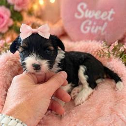 Sake - Sable female Chinese Crested puppy in Dublin, California from Show Style Chinese Cresteds