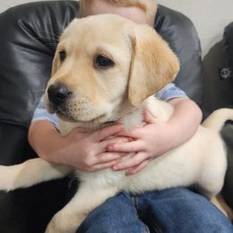 Riley-Red collar - Yellow female Labrador Retriever puppy in Silsbee, Texas from AZ Kennels LLC