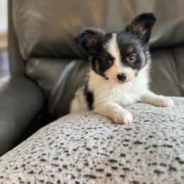 Boy 2 - White black and tan male Papillon puppy in Shirley, Arkansas from Lucky Pups