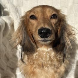 Shy - Dachshund