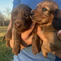 Dachshund All Grown Up from East Texas Dachshunds