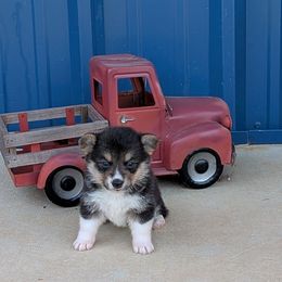 Mercedes - Black and tan male American Corgi puppy in Lufkin, Texas from Texas Lil Cowdogs