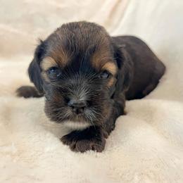 Cocker Spaniel Puppies from Jennifer Dees