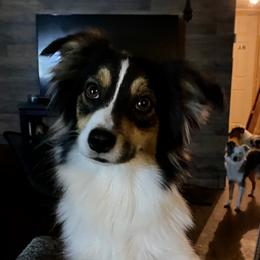 Laramie - Miniature Australian Shepherd