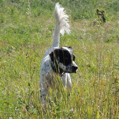 Rio - English Setter