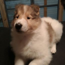 Collie Puppies from LynChris Collies