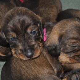 Dachshunds from Jeric's Kennels