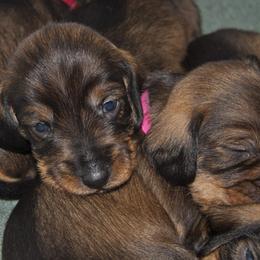Dachshunds from Jeric's Kennels