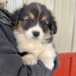 Casper - Black and tan male Pembroke Welsh Corgi puppy in Jackson, Idaho from Mendoza Welsh Corgi’s