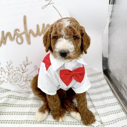 Goldendoodle Puppies from Beloved_doodles_WA