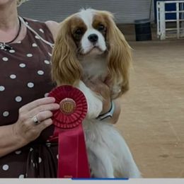 Topaz - Cavalier King Charles Spaniel