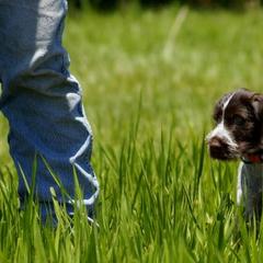 Berger Picard and German Wirehaired Pointer Puppies from Double D Picards and GWPs