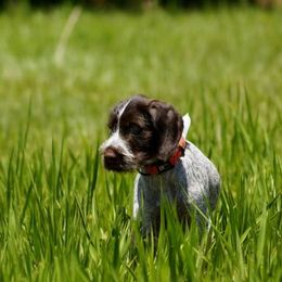 Berger Picard and German Wirehaired Pointer Puppies from Double D Picards and GWPs