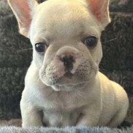 Bulldog and French Bulldog Puppies from DJs Bulldogs