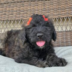 AKC Silver - Silver and gray female Bouvier des Flandres puppy in Marionville, Missouri from Sandbox Puppies