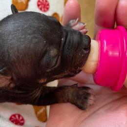 American Hairless Terrier Puppies from Bare Valley