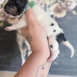 Peppermint - Black male Chinese Shar-Pei puppy in Lehigh Acres, Florida from Florida Wrinkles
