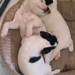 Companion Cross, Russell Terrier, and Yorkshire Terrier Puppies from Working W Kennels