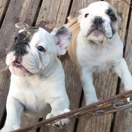 Bulldogs and French Bulldogs from DJs Bulldogs