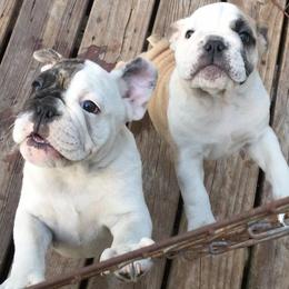 Bulldogs and French Bulldogs from DJs Bulldogs