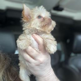 Prada - Chocolate, tan and white female Yorkshire Terrier puppy in Howe, Oklahoma from Ray Holder