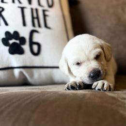 Arrow - Yellow male Labrador Retriever puppy in Sweet Home, Oregon from Knotty Creek Labradors