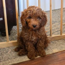 Toby - Red  male Goldendoodle puppy in Churchill County Fallon, Nevada from Card Family Ranch