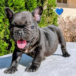Rowdy - Brindle and white male French Bulldog puppy in Yucca Valley, California from Beachn Ranch