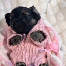 Kiri - Cream female Dachshund puppy in Proctor, Montana from Blue Star Dachshunds