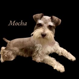 Moe - Miniature Schnauzer