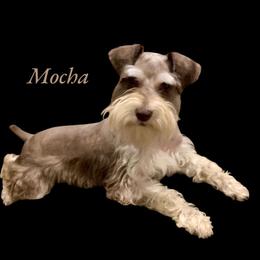 Moe - Miniature Schnauzer