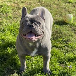 Sissy - French Bulldog