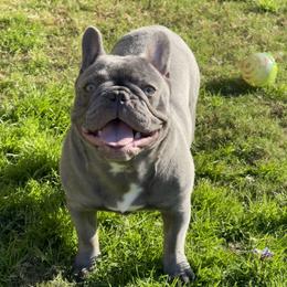 Sissy - French Bulldog