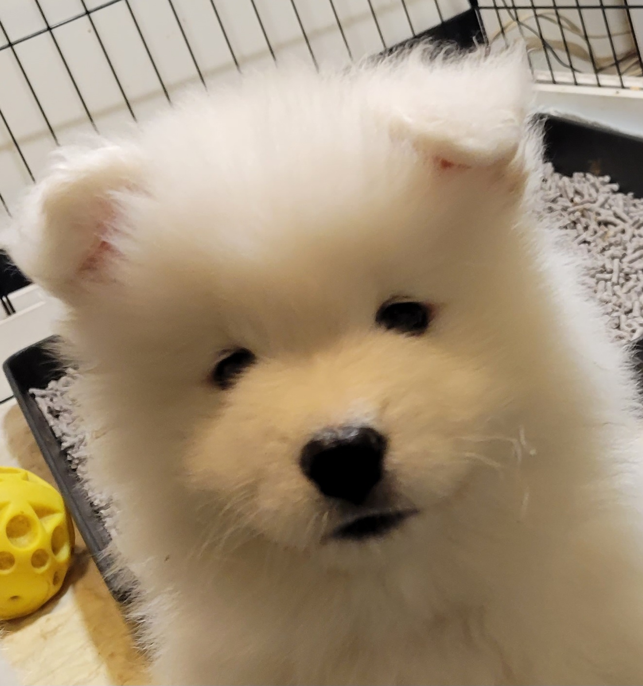 Samoyed Puppies from Samkist
