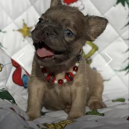 Luca - Blue fawn male French Bulldog puppy in Hemet, California from Bowman Pups