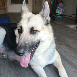 Beautie - German Shepherd