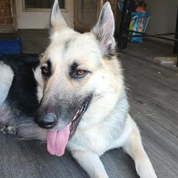 Beautie - German Shepherd